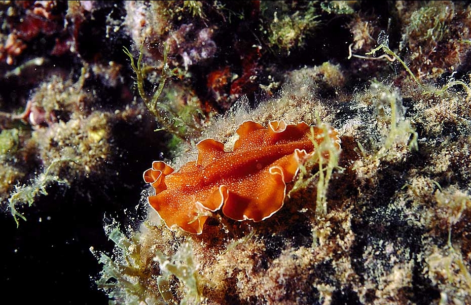 Yungia aurantiaca